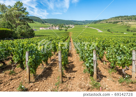 View of in the vineyard in Burgundy home of pinot noir and chardonnay in summer day with blue sky 69142728