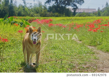 奈良縣五所市桂木郁志神宮附近的孤挺花和柴犬 69142978