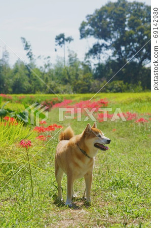 奈良縣五所市桂木郁志神宮附近的孤挺花和柴犬 69142980