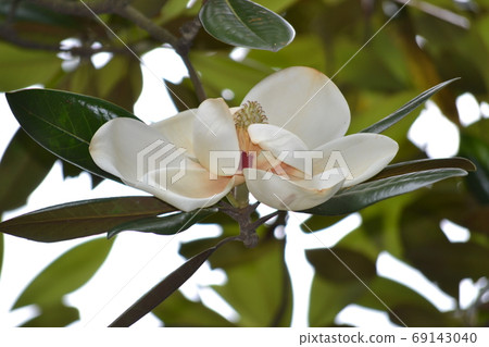 Thai sanbok Thai sanbok 69143040