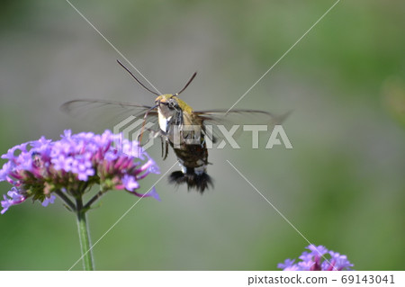 Cephonodes海拉斯 69143041