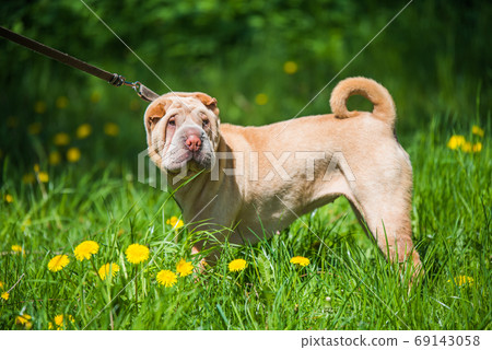 Shar Pei dog on a leash in green grass background Shar Pei dog on a leash in green grass background 69143058
