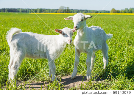 Two white baby goats standing on green lawn 69143079