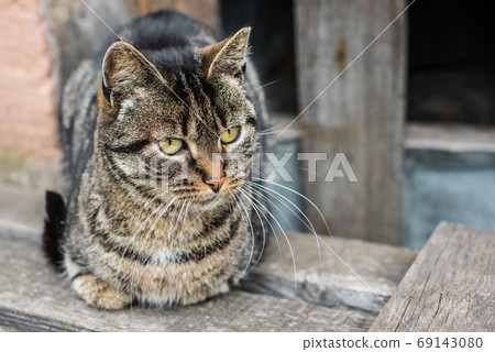 tabby cat homeless is sitting in the basement 69143080