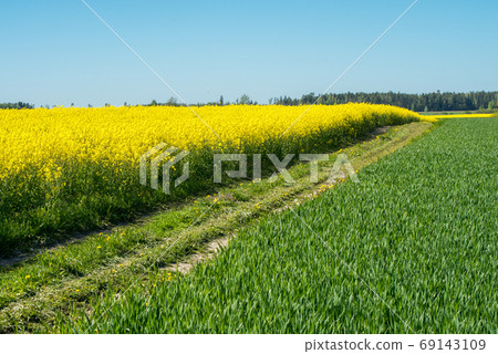 Road through flowering canola fields in Latvia Road through flowering canola fields in Latvia 69143109