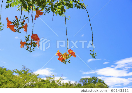 烏米山公園夏天的花朵 69143311