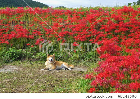 奈良縣五所市桂木郁志神宮附近的孤挺花和柴犬 奈良縣五所市桂木郁志神宮附近的孤挺花和柴犬 69143596