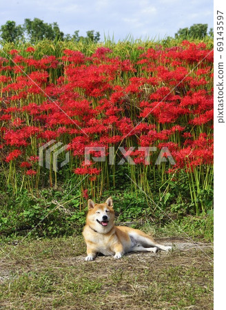 奈良縣五所市桂木郁志神宮附近的孤挺花和柴犬 奈良縣五所市桂木郁志神宮附近的孤挺花和柴犬 69143597