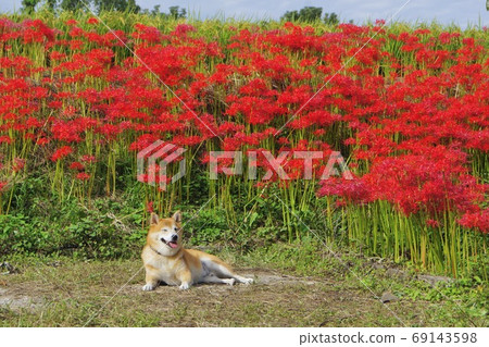 Cluster amaryllis and Shiba Inu, near Katsuragi Ikushi Shrine, Gosho City, Nara Prefecture 69143598
