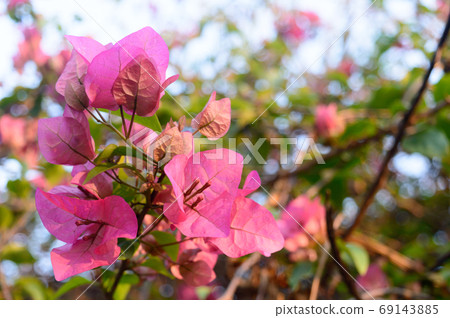 Red and Pink Cyclamen Tulips Lilies Hydrangeas Orchids Flowering Plant in bloom. 69143885