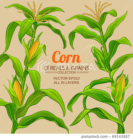 corn vector frame 69143887
