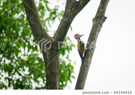 Juvenile Greater Pileated Woodpecker (dryocopus lineatus) spotted in tree trunk of forest woodland. Juvenile Greater Pileated Woodpecker (dryocopus lineatus) spotted in tree trunk of forest woodland. 69144016
