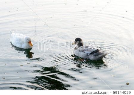 Flock of Ducks bird water seabird 69144039