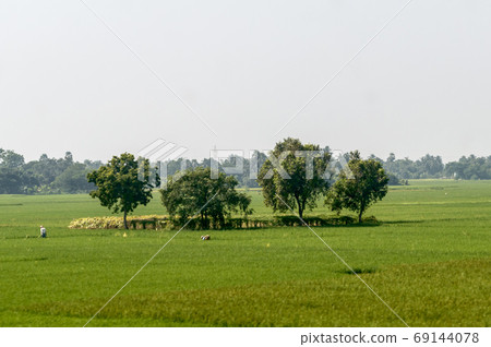 Trees on green spring meadow.  69144078