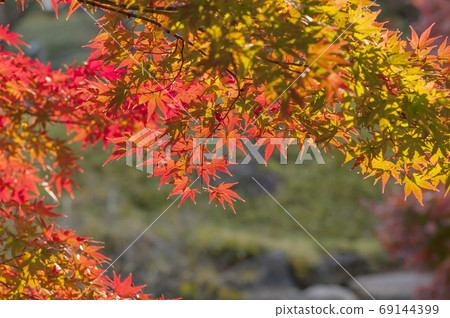 Autumn leaves Autumn leaves 69144399
