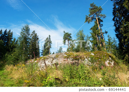 Summer Sunny forest landscape, green pine trees. 69144441