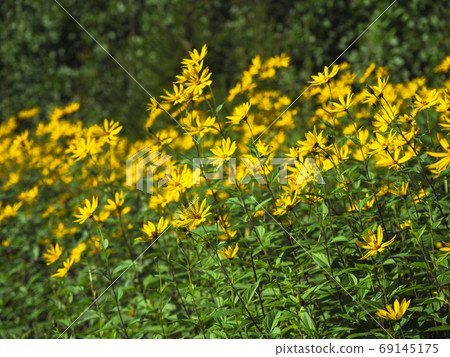 Jerusalem Artichoke (Earth Apple) flowers, Jerusalem Artichoke (Earth Apple) flowers, 69145175
