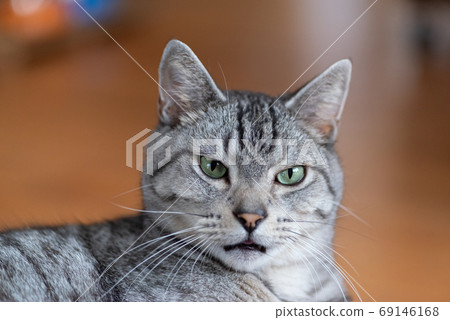 Staring cat, Sabatra cat Staring cat, Sabatra cat 69146168