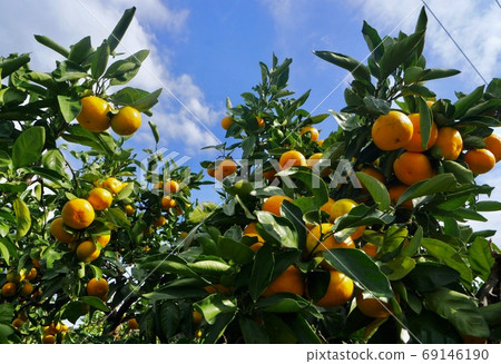 和歌山縣有田市柑桔田 69146190