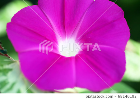 喇叭花 69146192