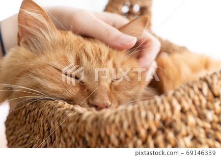 Live with a cat, tea tabby cat 69146339