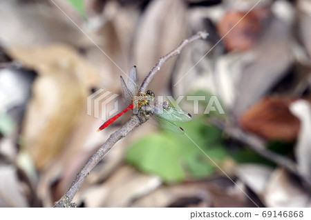 紅蜻蜓棲息在樹枝上 69146868