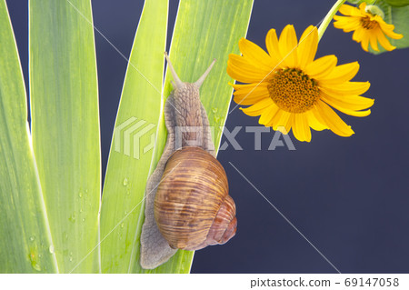 Helix pomatia. snail crawling on a green leaf against the backgr 69147058