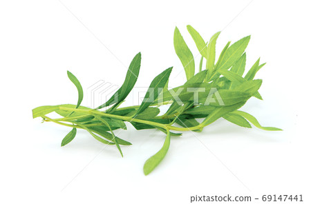 tarragon isolated on a white background 69147441