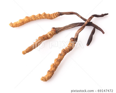Ophiocordyceps sinensis (CHONG CAO, DONG CHONG XIA CAO) or mushr Ophiocordyceps sinensis (CHONG CAO, DONG CHONG XIA CAO) or mushr 69147472