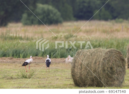 White Stork among hay bale White Stork among hay bale 69147540