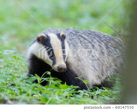 Badger(Meles meles) next to stump Badger(Meles meles) next to stump 69147550