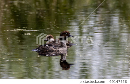 Common Goldeneye(Bucephala clangula) female in water Common Goldeneye(Bucephala clangula) female in water 69147558