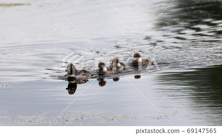 Common Goldeneye(Bucephala clangula) female in water 69147565