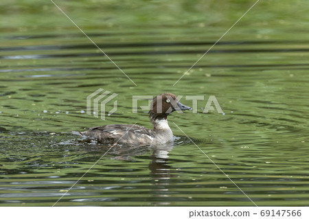 Common Goldeneye(Bucephala clangula) female in water Common Goldeneye(Bucephala clangula) female in water 69147566
