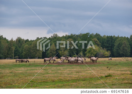 Tarpan like Polish Horses herd 69147616