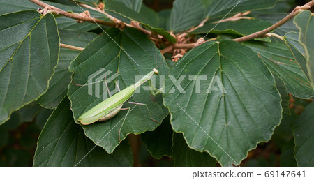 European Mantis close up 69147641