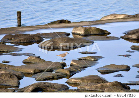Sandpiper walking in the rocky area Sandpiper walking in the rocky area 69147836