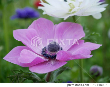 Anemone up 69148096