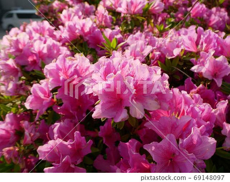 Azalea 69148097