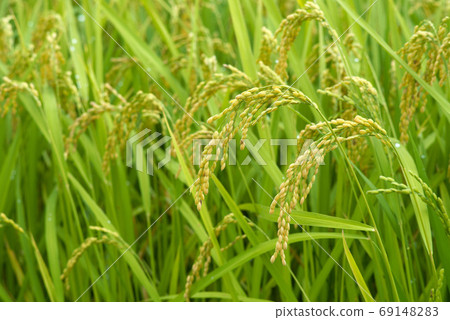 秋天的果實（Rice Ino） 69148283