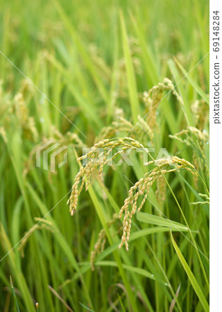 秋天的果實（Rice Ino） 69148284