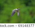 Yamasemi young bird flies 69148377