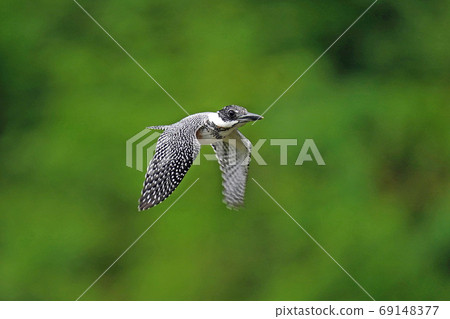 Yamasemi young bird flies Yamasemi young bird flies 69148377