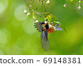 Parus and ego fruit 69148381