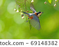 Parus and ego fruit 69148382