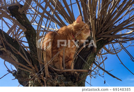 Domestic maine coon cat playing at home in the sun Domestic maine coon cat playing at home in the sun 69148385