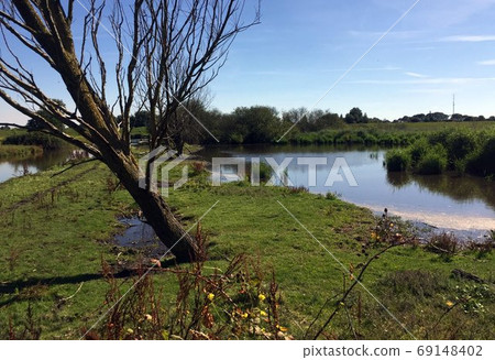 encompassing tree in the winter with water and grass and blue sky 69148402
