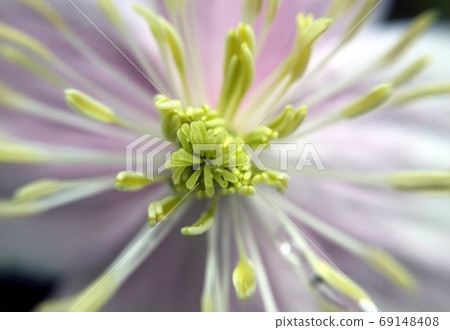 colorful flower in the spring in amsterdam the netherlands colorful flower in the spring in amsterdam the netherlands 69148408