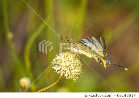 The butterfly known as the common yellow swallowtail. 69148617