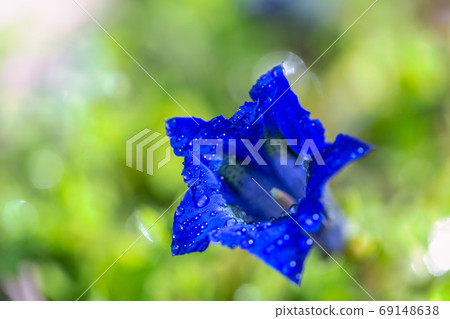 Gentiana clusii, also know as Clusius gentian. 69148638